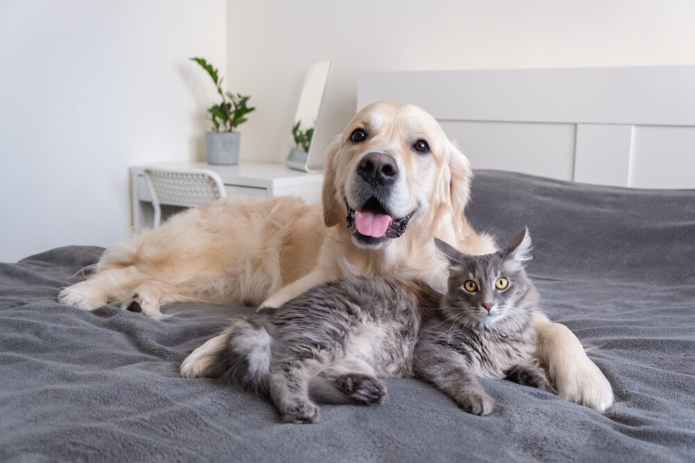A cat and a dog lie together on the bed