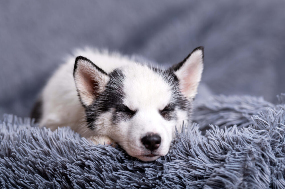 A small white dog puppy breed siberian husky sleep on the grey carpet.